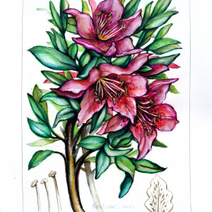 akwarela -"Oleander"