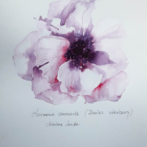 "Anemon - zawilec" akwarela - kwiat