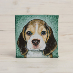 Beagle - mini portret szczeniaczka