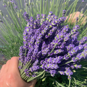 Bukiet  suszona lawendy 20 cm lawendowy