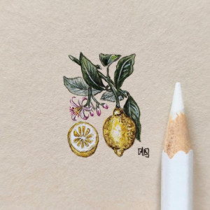 Cytryny, Botanical illustration, miniatura