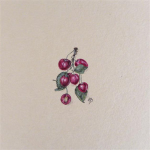 Czereśnie, Botanical illustration, miniatura