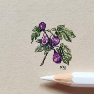 Figi, Botanical illustration, miniatura