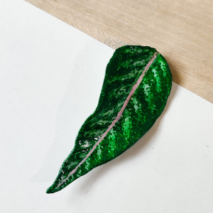 Gliniana broszka liść Aglaonema Sparkling Sarah