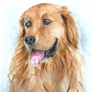 Golden retriever - akwarela