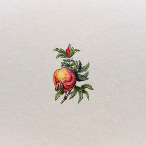 Granat, Botanical illustration, miniatura