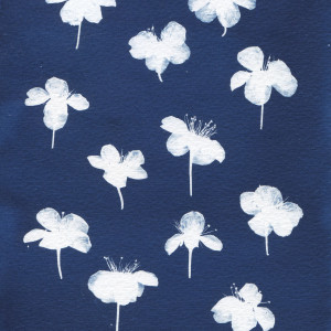 Ilustracja botaniczna Kwiaty mirabelki