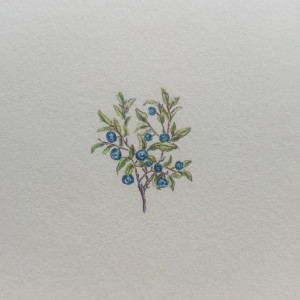 Jagody, Botanical illustration, miniatura