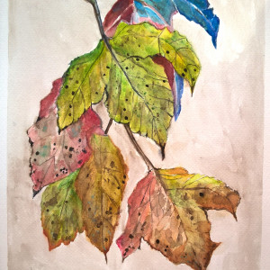 Jesienne liście, akwarela.  format   24x32 cm