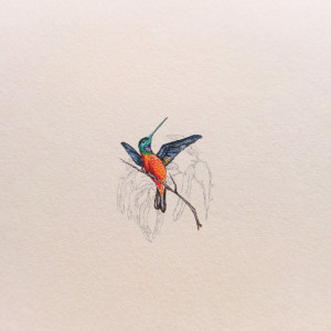 Koliber , ptak, miniaturaakwarela