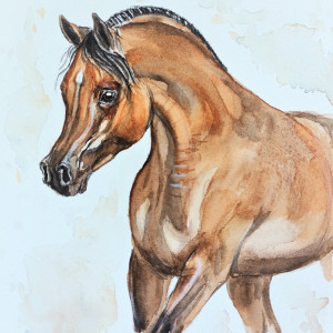 Koń arabski - akwarela  19x 26cm