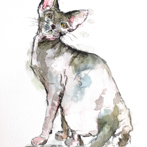 Kot Devon Rex, akwarela