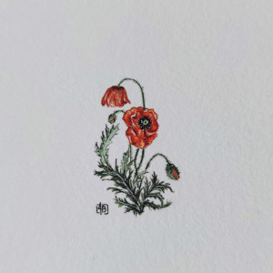 Maki ,Botanical illustration