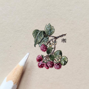 Maliny, Botanical illustration, miniatura