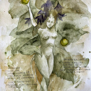 "Mandragora żeńska z opisem" - magiczna roślina