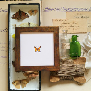 Motyl pomarańczowy , owad, miniatura, obrazek