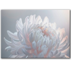 Obraz na płótnie 100x70 cm Biało różowy kwiat (1-0633)