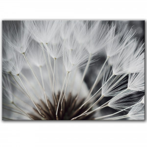 Obraz na płótnie - 100x70 cm - Dmuchawiec (1-0632)