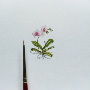 Orchidea,  Botanical illustration, miniatura