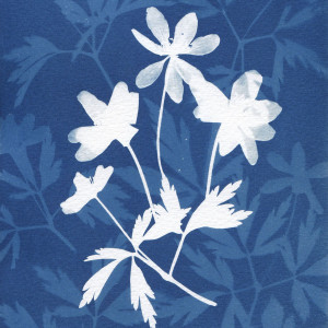 Plakat botaniczny II