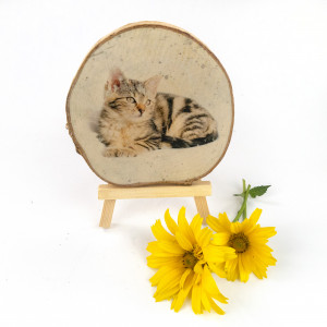 Plaster drewna z kociakiem