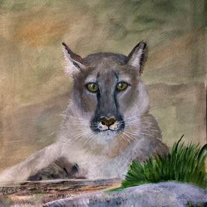 Puma, akwarela.  Format 18x24 cm