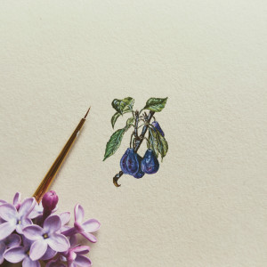 śliwki, Botanical illustration, miniatura