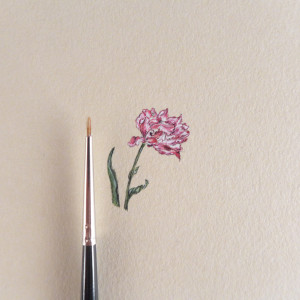 Tulipan, Botanical illustration, miniatura