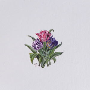 Tulipany, Botanical illustration, miniatura