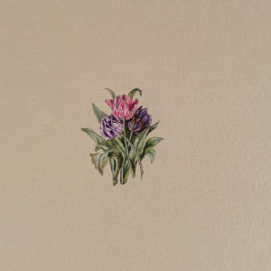 Tulipany, Botanical illustration, miniatura ecru