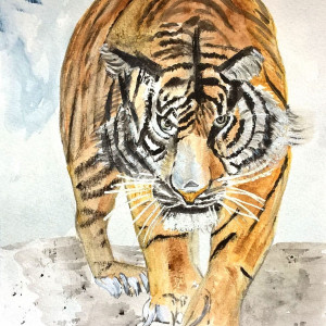 Tygrys, akwarela. Format  25x18 cm.