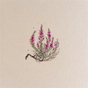 Wrzosy, Botanical illustration, miniatura akwarela