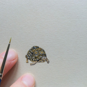 Żółw lamparci, Mała Piątka Afryki, miniatura