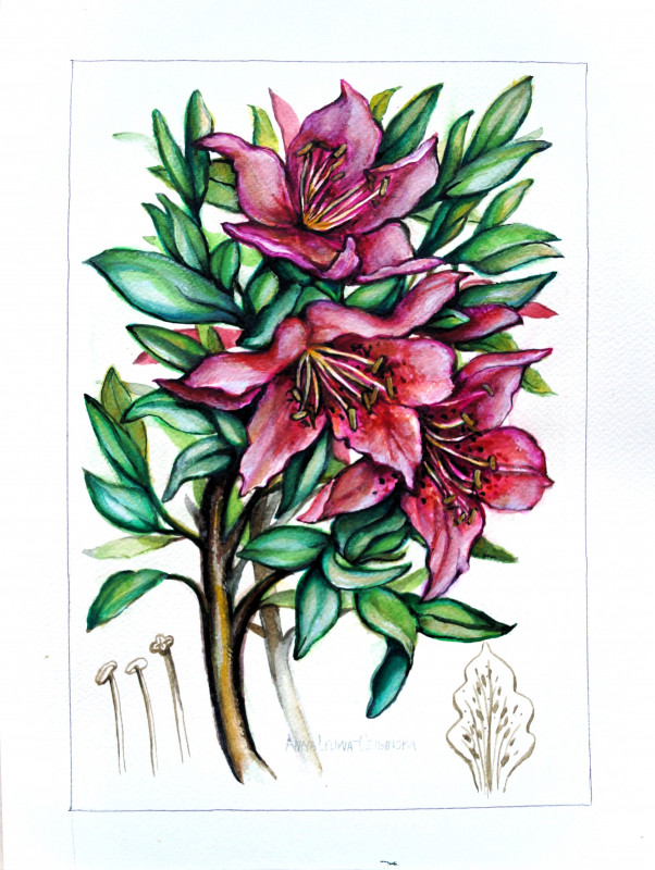 akwarela -"Oleander"_photo1