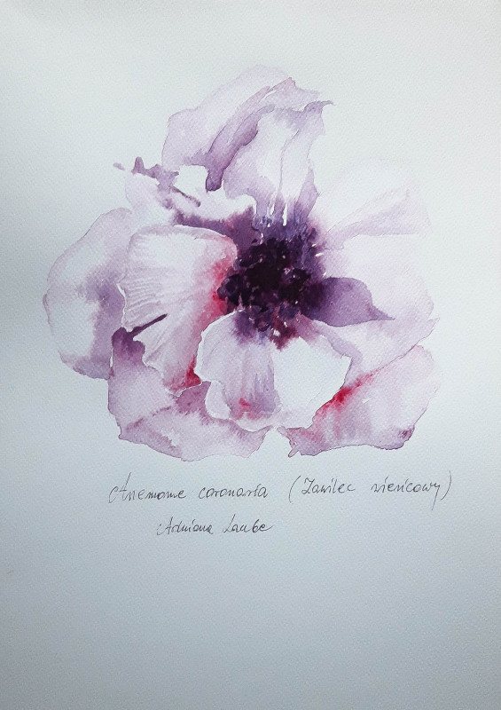"Anemon - zawilec" akwarela - kwiat_photo1