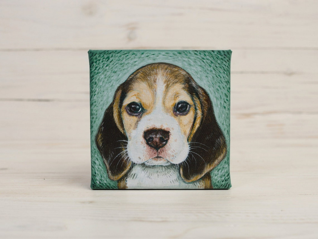 Beagle - mini portret szczeniaczka_photo1