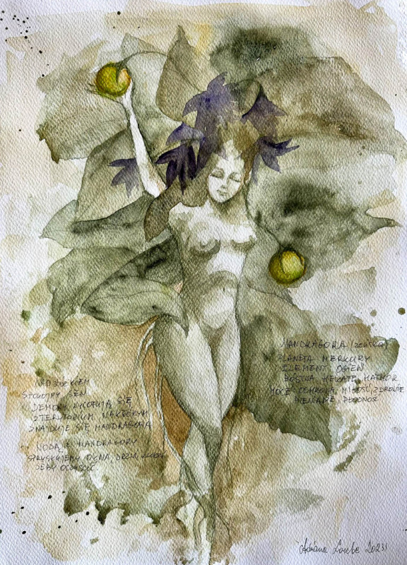 "Mandragora żeńska z opisem" - magiczna roślina_photo1