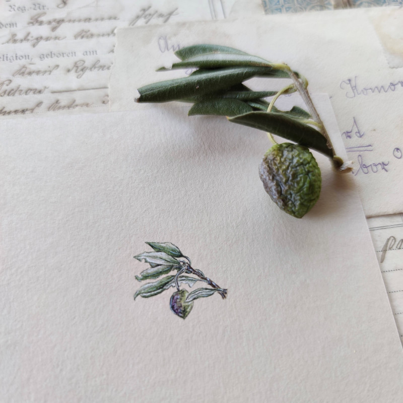 Oliwki, Botanical illustration, miniatura_photo1