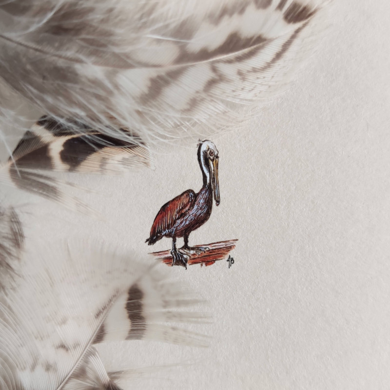 Pelikan, miniatura_photo1