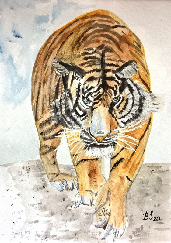 Tygrys, akwarela. Format  25x18 cm._photo1